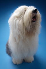 Sheepdog Sitting On Blue Background