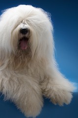 Old English Sheepdog
