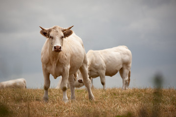 Fototapeta na wymiar Blonde d'Aquitaine breed in the meadow