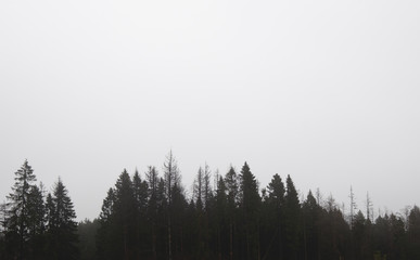 Nature background. Wallpaper pattern. Dark scary park. Landscape misty panorama