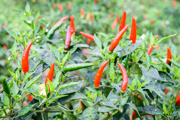 pepper chili