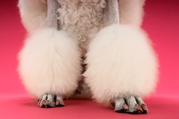 Obraz premium Groomed White Poodle's Legs