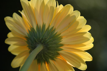 Close up of the backside of a yellow gerber daisy flower.