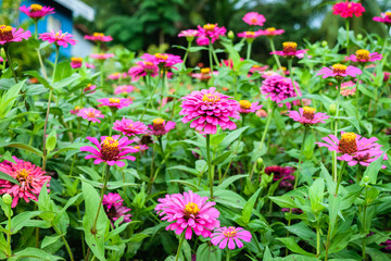 Fototapeta premium Zinnia flowers