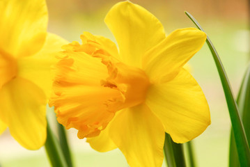 Close up of yellow daffodil flowers in the garden. Springtime flower garden