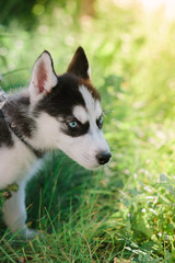 Beautiful little husky dog - symbol of 2018