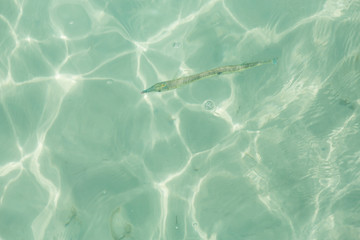 Big sea fish swimming in the water