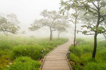 A Walk Way in Siam Tulip