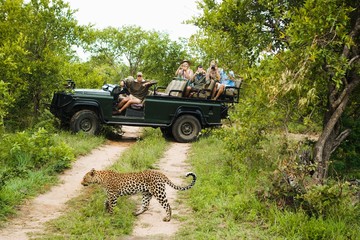 Leopard Crossing Road With Tourists In Background - obrazy, fototapety, plakaty