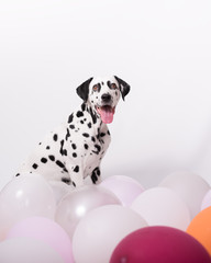 Portrait of happy Dalmatian Dog sitting among balloons on a white background. The concept of a...