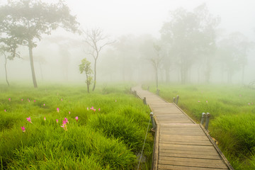 A Walk Way in Siam Tulip