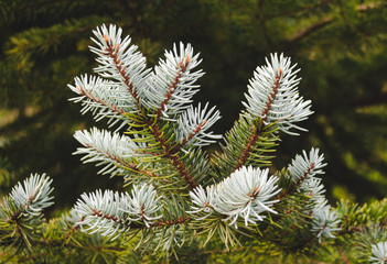 Branch spruce