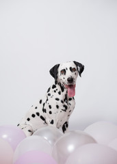 Portrait of happy Dalmatian Dog sitting among balloons on a white background. The concept of a...