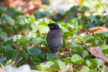 Afghan Starling-Myna in the wild