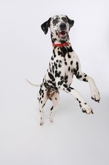 Dalmatian Standing On Hind Legs