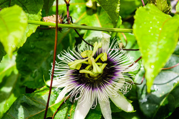 passion fruit flower