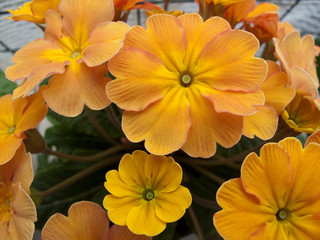 Obraz premium Primula
