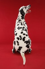 Rear View Of Dalmatian Sitting And Looking Up