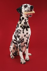 Dalmatian With Rubber Bone In Mouth
