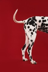Side View Of Dalmatian's Tail And Hind Legs