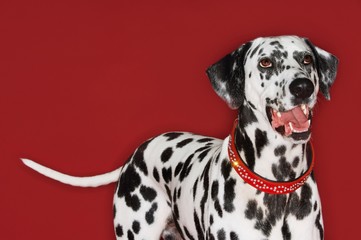 Closeup Of Dalmatian Looking Up With Mouth Open