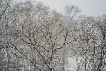 Winter landscape - alley in forest, trees with snow-covered branches