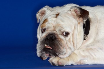 Closeup Of Cropped Bulldog Lying Down