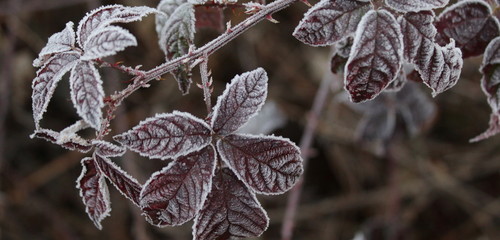 Brina sulle foglie in inverno nel parco - gelo polare