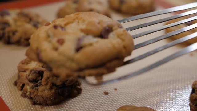 Transferring freshly baked chocolate chip cookies from baking sheet to cooling rack. Preparing homemade cookies.