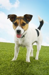 Jack Russell Terrier Standing On Grass Against Sky