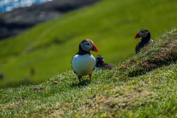 Maskonury na Wyspie Mykines  na Wyspach Owczych