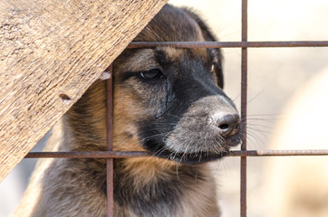 purebred puppy behind bars in a shelter