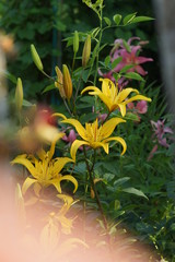 yellow flowers in the garden