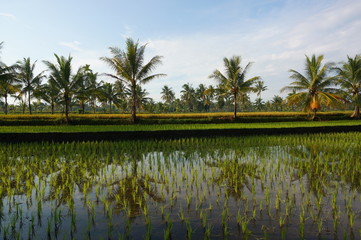 Fields that are used for growing rice and at harvest time, rice plants after planting by terracing farming methods