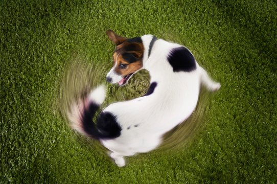 Jack Russell terrier Chasing Tail