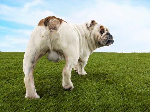 Rear View Of Male Bulldog Standing On Grass