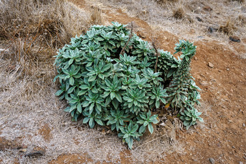 Coastal Daphne gnidium plant growing wild in Madeira