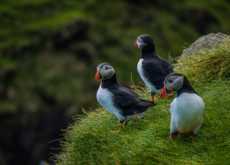 Maskonury na Wyspie Mykines  na Wyspach Owczych