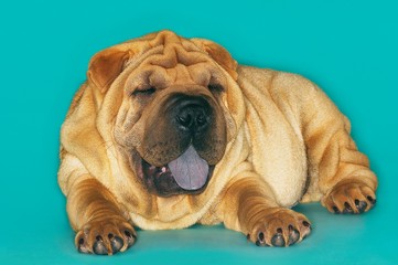 Obraz premium Sharpei Sitting With Tongue Out