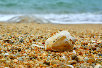 Seashell on the beach