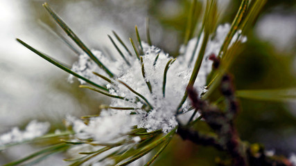 snow covered trees in winter time with beautiful snow crystals on the needles