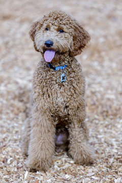 Golden Doodle puppy female. Off-leash dog park in Northern California.