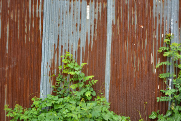 The rusted zinc wall is covered with weeds,Old wall made of zinc Weed cover.