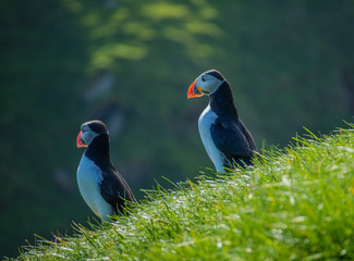 Maskonury na Wyspie Mykines  na Wyspach Owczych