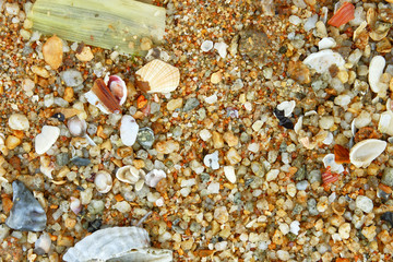 Sand with shells