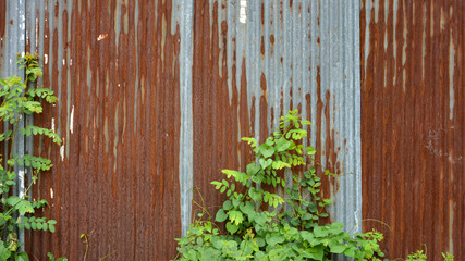 The rusted zinc wall is covered with weeds,Old wall made of zinc Weed cover.