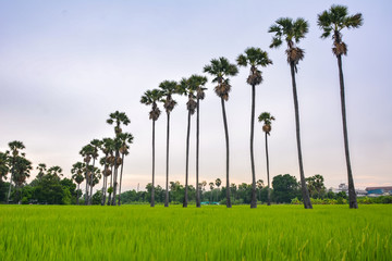 Fototapeta premium Sugar palm trees on the paddy field in early morning,Sugar palm trees in early Evening,Sunset palm tree,Silhouette coconut palm trees on beach at sunset.