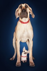 Brazilian Mastiff Standing Over Chihuahua