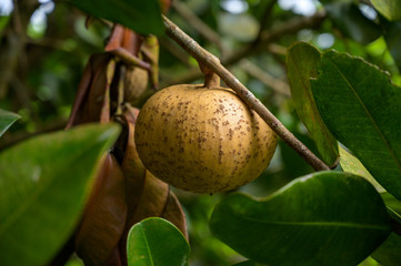 Abricot Pays Antillais murissant sur une branche d'abricotier - 310684240