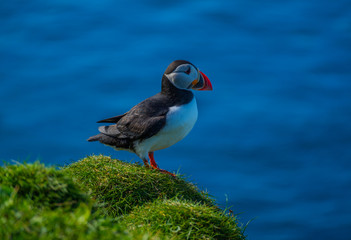 Maskonury na Wyspie Mykines  na Wyspach Owczych